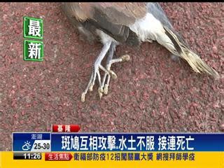 斑鳩死前的徵兆|放生還殺生？基隆驚見斑鳩屍體遍佈